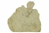 Fossil Crinoid (Platycrinites) - Indiana #269884-3